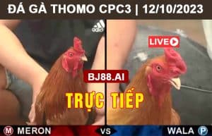 Đá Gà Thomo CPC3 | 12/10/2023 | Da ga thomo CPC3