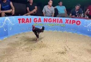 Trại Gà Nghĩa XIPO cung cấp dịch vụ gì