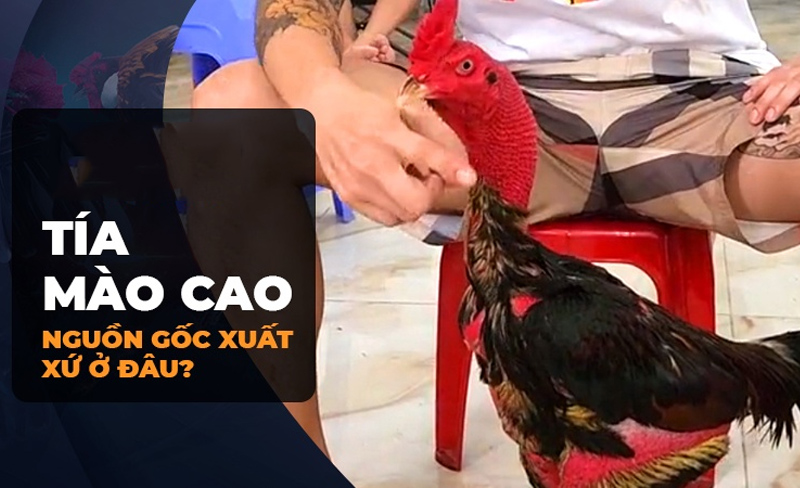 Tiểu sử Tía Mào Cao